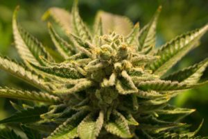 7 shocking facts about weed