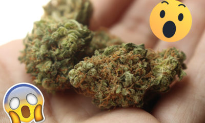 7 shocking facts about weed