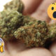 7 shocking facts about weed